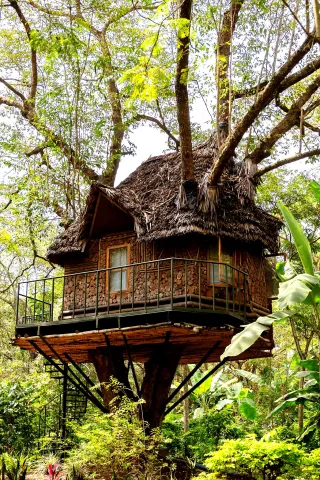 Tree House 2